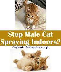 10 Bewitching Will A Cat Stop Spraying After Being Spayed Cat Spray Cats Male Cat Spraying