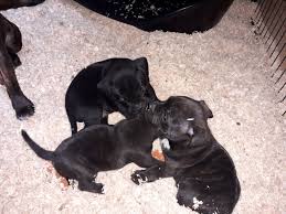Chiots De La Race Staffordshire Bull Terrier Disponibles Sur Chiots De France