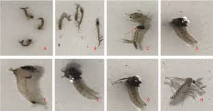 Image result for Kotschya uguenensis