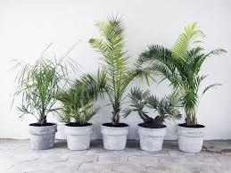 How To Grow And Care For Your Parlor Palm Parlor Palm Plants Palm Plant
