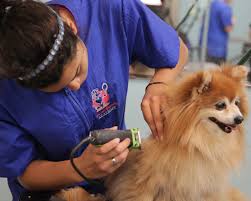 Unlimited access to free online courses. 3 Compelling Reasons To Become A Dog Groomer Dog Grooming School Pet Grooming Services