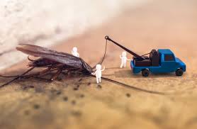 Home pest control and commercial pest control services. Pest Wildlife Control Amelia Milford Miami Township Oh