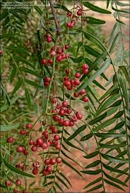 Image result for Schinus molle