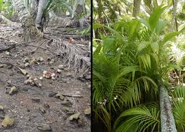 Complete profile for palmyra atoll. Eradicating Black Rats On Palmyra Atoll Uncovers Eye Opening Indirect Effects