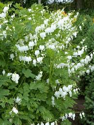 Image result for Dicentra spectabilis alba