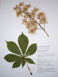 Anleitung + kostenlose vorlage fürs deckblatt. Pin By Krauterfee On Herbarium Herbarbeleg Herbar Krauter Herbarium Pressed Flowers Flowers