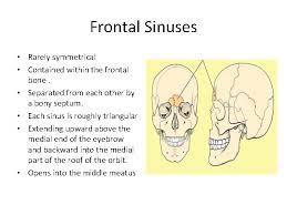 Anatomy Of Nose And Paranasal Sinus By Dr