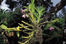 They're aesthetically pleasing and can make us feel more connected to nature, content, and calm at. Epiphyte Definition Adaptations Examples Facts Britannica