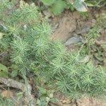 Image result for Asparagus macowanii