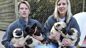 Leider können wir uns um ihn nicht mehr so kümmern wie er es verdient hätte. Mopsfidele Hundebande Sucht Ein Neues Zuhause Erlangen Nurnberg Erlangen Nordbayern