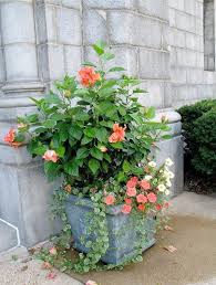 Get free shipping on qualified plant cage plant support or buy online pick up in store today in the outdoors department. Gardening Gloves Home Bargains Any Gardening For Beginners Books Plants Container Gardening Garden Containers