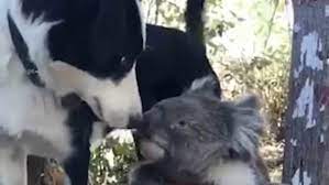 It's said that they eat so many eucalyptus leaves that their fur smells like eucalyptus. Dog Shares Drink With Koala Amid Australian Bushfire Crisis Daily Mail Online