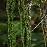 Image result for Huperzia gnidioides