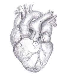 17 Best Ideas About Real Heart Tattoos On Pinterest Anatomical At Muscles Real Heart Drawings W Dibujo De Corazon Humano Dibujos De Corazones Dibujos Hipster