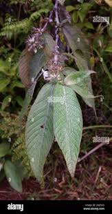 Image result for Sabicea venosa