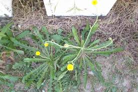 Image result for Hypochaeris