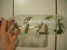 If you don't have or want these types of animals, use birdseed to lure larks, bluebirds, or kestrels to the area of infestation so they can help you reduce the grasshopper population. How To Control Grasshoppers Organically In The Urban Garden Experiential Gardener