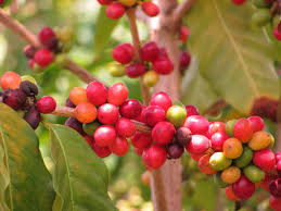 Image result for Coffea mufindiensis