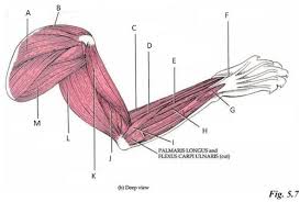 Pin On Cat Dissection Muscles