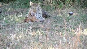 Leopard And Baby Buck Youtube