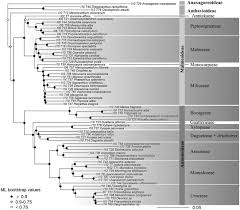 Image result for Uvariastrum