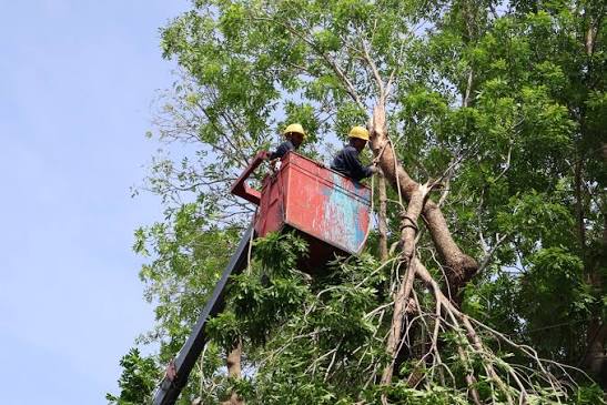 Cắt tỉa cây xanh trước mùa mưa bão - Báo Khánh Hòa điện tử