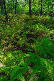 360° panorama photo from by bill bailey. Field Of Ferns Photograph By Phillip Frink