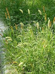 Image result for Setaria