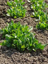 Check spelling or type a new query. How To Plant Grow And Harvest Sorrel
