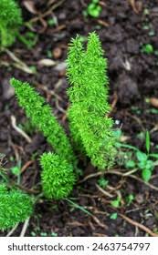 Image result for Asparagus petersianus