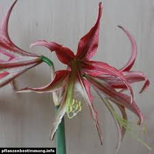 An excellent gift or stocking filler for anyone, our varieties of exotic looking. Hippeastrum Cybister La Paz