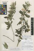 Image result for Dyschoriste thunbergiiflora