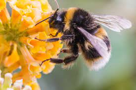 Download What Bees Can Teach Us About The Real Value Of Protecting Nature Vox