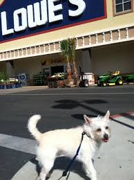 Did You Know That Lowe S Is Dog Friendly With Images Dog Friends