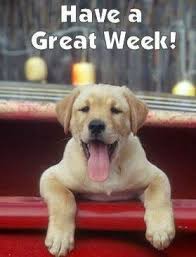 Maybe you would like to learn more about one of these? We Here At Puppy Love Puppy Love Grooming By Lynn Facebook