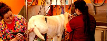 Pet grooming schools listings near me. Schools Petgroomer Com