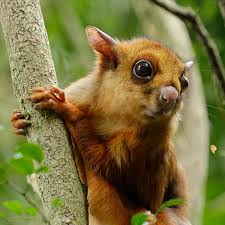 Red and white giant flying squirrel. Red And White Giant Flying Squirrel Night Safari Wildlife Reserves Singapore