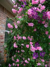 Buy vines for zone 7 for great ground coverage from tn nursery. 57 Earth Kind Roses Ideas Rose Plants Flowers