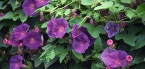 I was hunting for spider mites since there was a thin web attached to this leaf. Morning Glory Is Toxic To Dogs Pet Poison Helpline