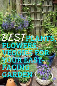 Best Flowers Vegetables And Herbs For Your East Facing Garden East Facing Garden North Facing Garden Cool Plants