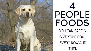 what food can labradors eat easy retriever training