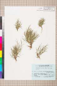 Image result for Schizachyrium brevifolium