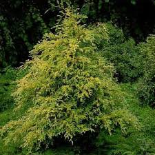 Image result for Xerophyta squarrosa