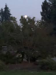 Lisa Wedel (@LisawedelLisa)