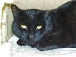 Dog adoption and cat adoption saves lives. Cats For Adoption Near Keene Nh Petfinder