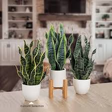 Image result for Sansevieria trifasciata