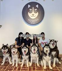 Or someone might buy a puppy from a breeder or a pet store, and then be unable to keep the puppy. Huskiss Dog Lovers Delight In Kelana Jaya Petaling Jaya