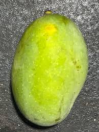 Image result for Mangifera