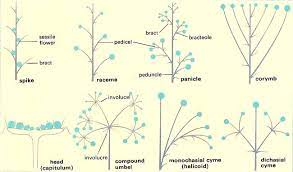 Inflorescence Planting Flowers Plant Structure Flower Plates
