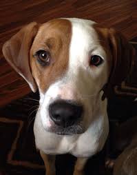 Maybe you would like to learn more about one of these? Hound Pitbull Mix Crown Hunde